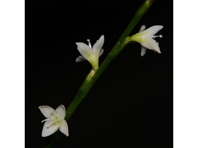 Polygonum virginianum (Jumpseed) #71625