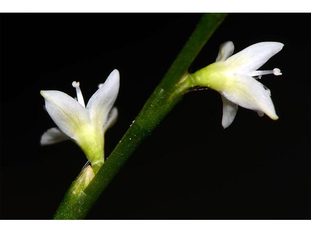 Polygonum virginianum (Jumpseed) #71626