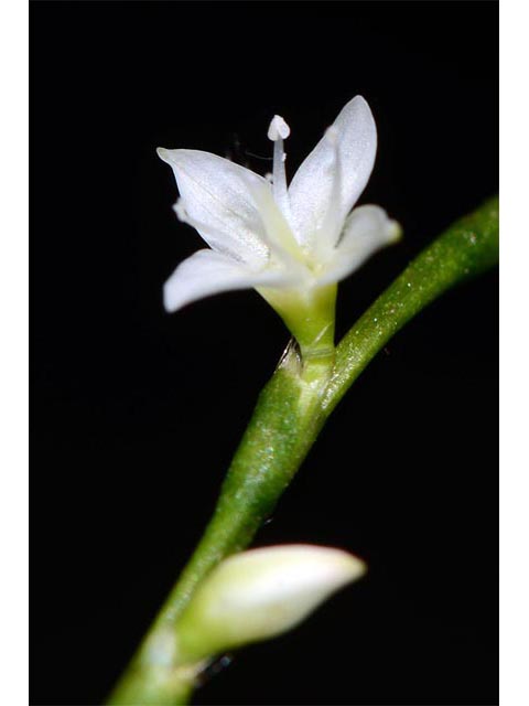 Polygonum virginianum (Jumpseed) #71627