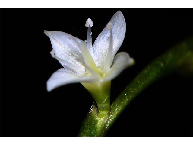 Polygonum virginianum (Jumpseed) #71628
