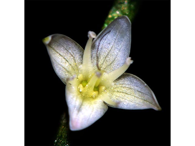 Polygonum virginianum (Jumpseed) #71629