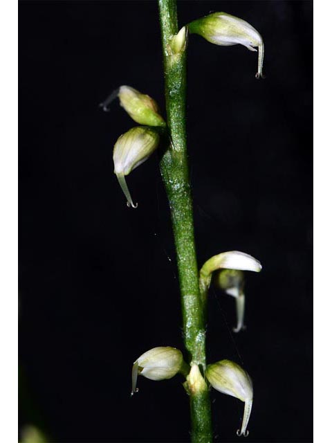 Polygonum virginianum (Jumpseed) #71630