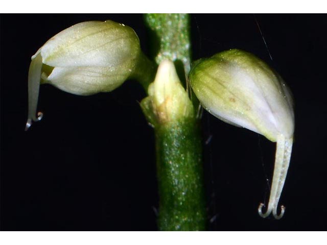 Polygonum virginianum (Jumpseed) #71631