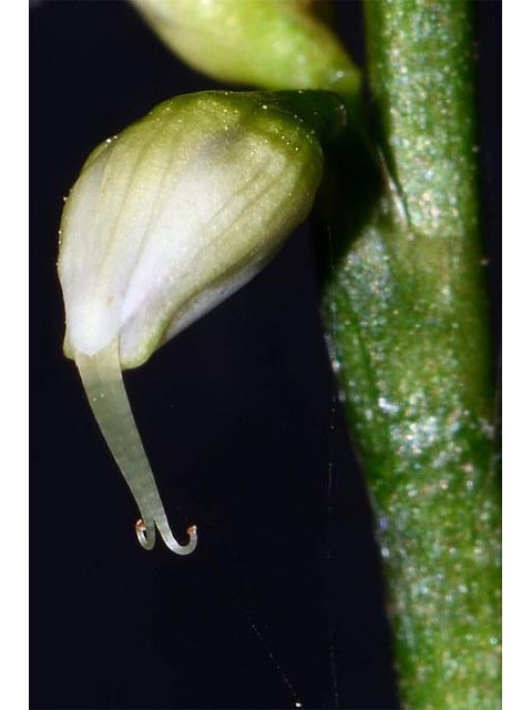 Polygonum virginianum (Jumpseed) #71633