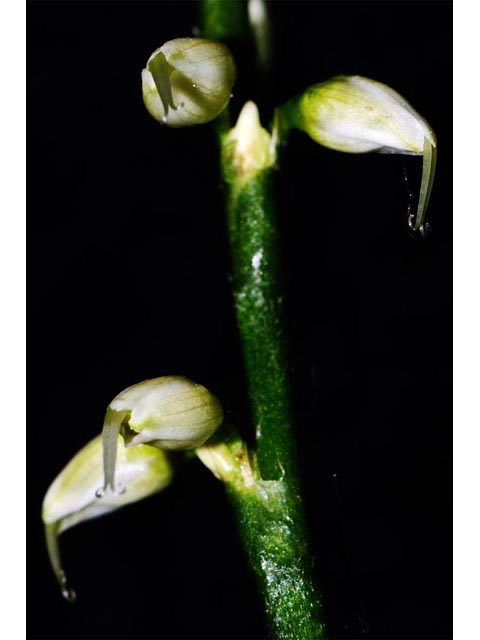 Polygonum virginianum (Jumpseed) #71634