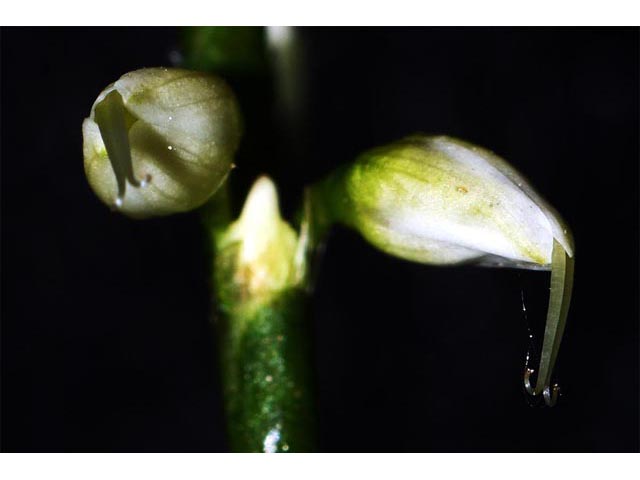 Polygonum virginianum (Jumpseed) #71635