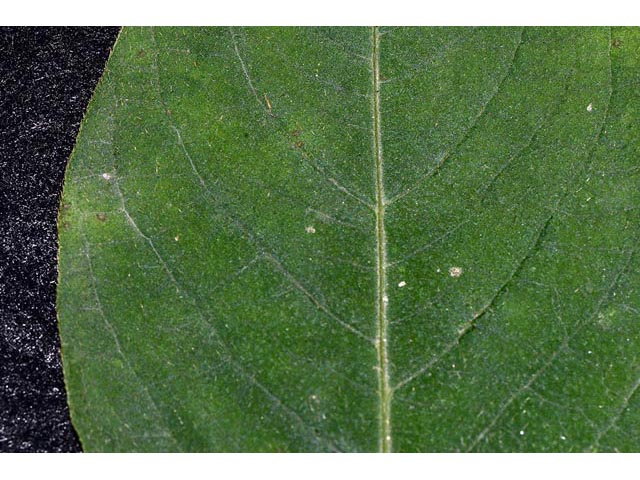 Polygonum virginianum (Jumpseed) #71639