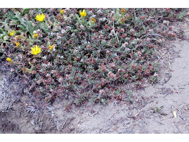 Polygonum paronychia (Beach knotweed) #71643