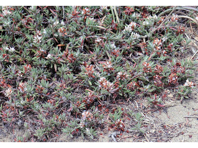 Polygonum paronychia (Beach knotweed) #71644