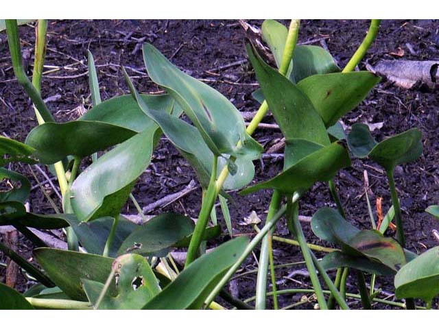 Pontederia cordata (Pickerelweed) #71695