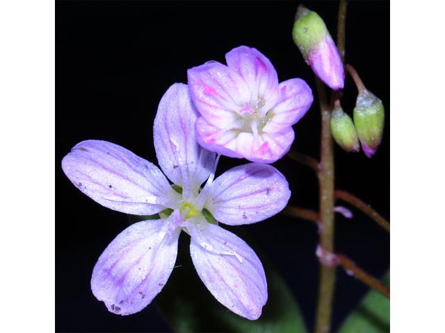 Claytonia lanceolata (Western spring beauty) #71728