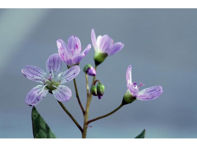 Claytonia lanceolata (Western spring beauty) #71729
