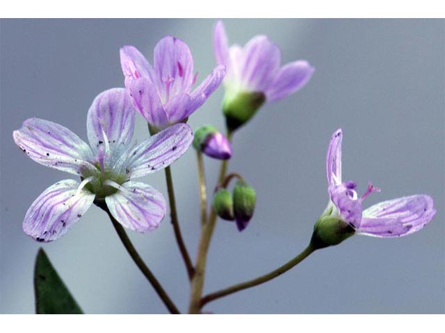 Claytonia lanceolata (Western spring beauty) #71730