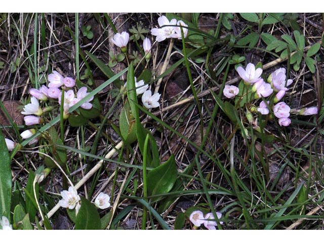 Claytonia lanceolata (Western spring beauty) #71732