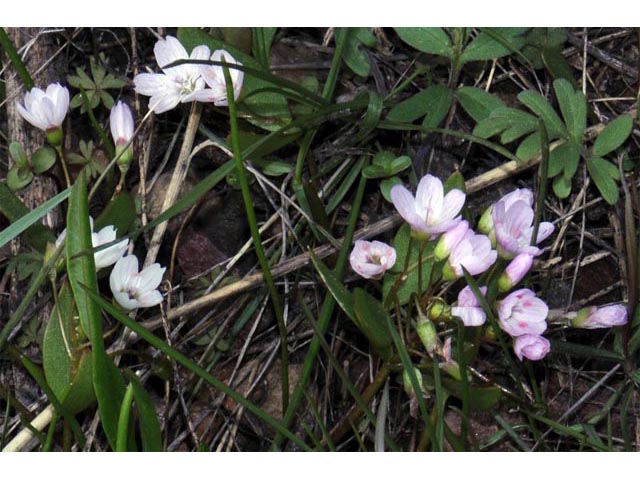 Claytonia lanceolata (Western spring beauty) #71733