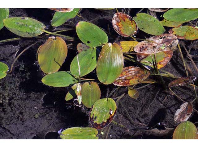 Potamogeton natans (Floating pondweed) #71834