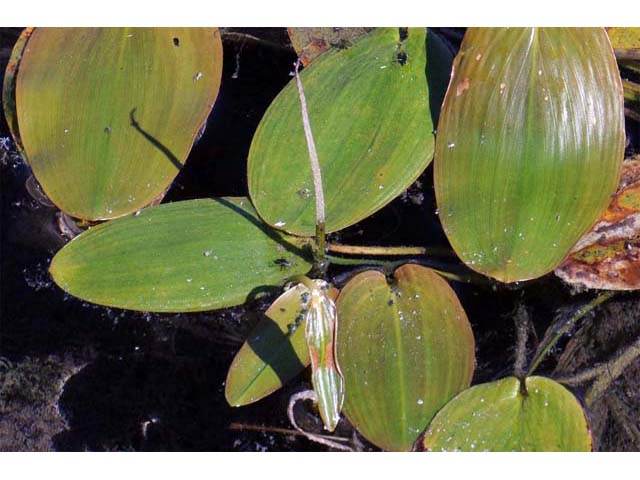 Potamogeton natans (Floating pondweed) #71835