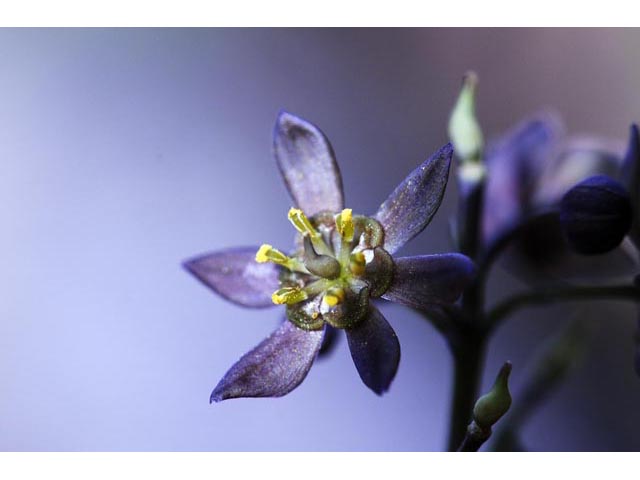 Caulophyllum thalictroides (Blue cohosh) #71866