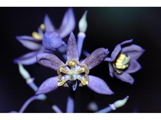Caulophyllum thalictroides (Blue cohosh) #71867