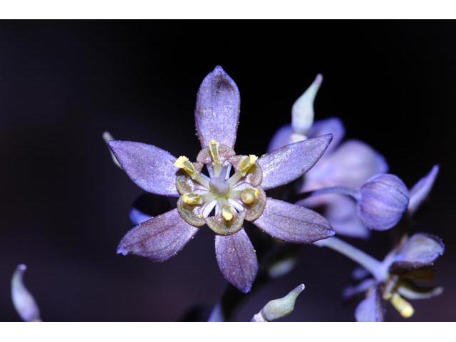 Caulophyllum thalictroides (Blue cohosh) #71869