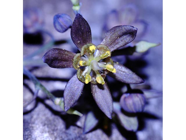 Caulophyllum thalictroides (Blue cohosh) #71870