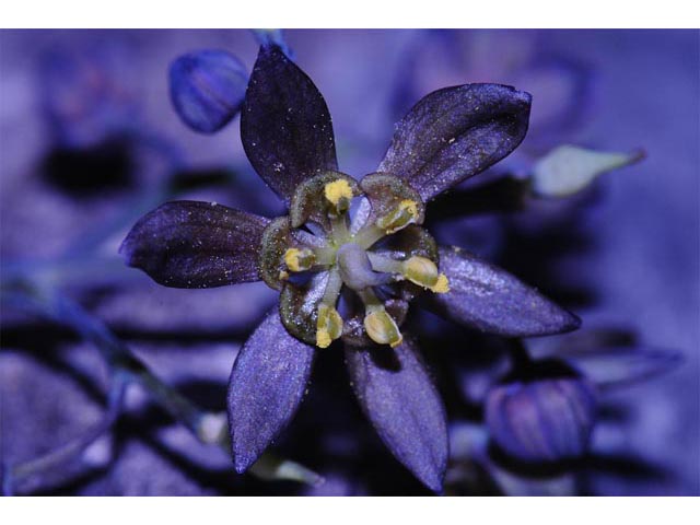 Caulophyllum thalictroides (Blue cohosh) #71871
