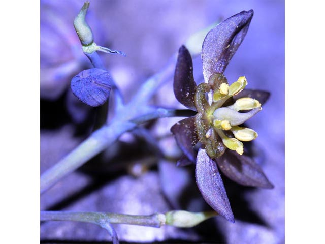 Caulophyllum thalictroides (Blue cohosh) #71872