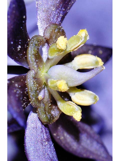 Caulophyllum thalictroides (Blue cohosh) #71873