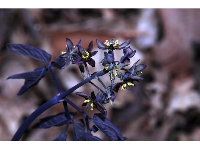 Caulophyllum thalictroides (Blue cohosh) #71874