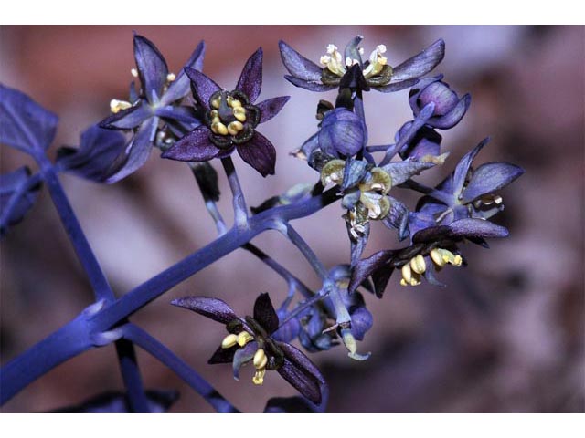 Caulophyllum thalictroides (Blue cohosh) #71875