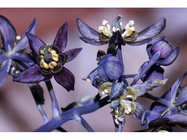Caulophyllum thalictroides (Blue cohosh) #71876