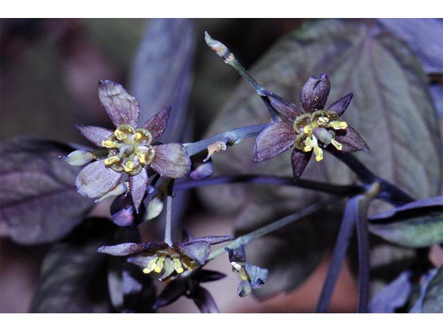Caulophyllum thalictroides (Blue cohosh) #71878