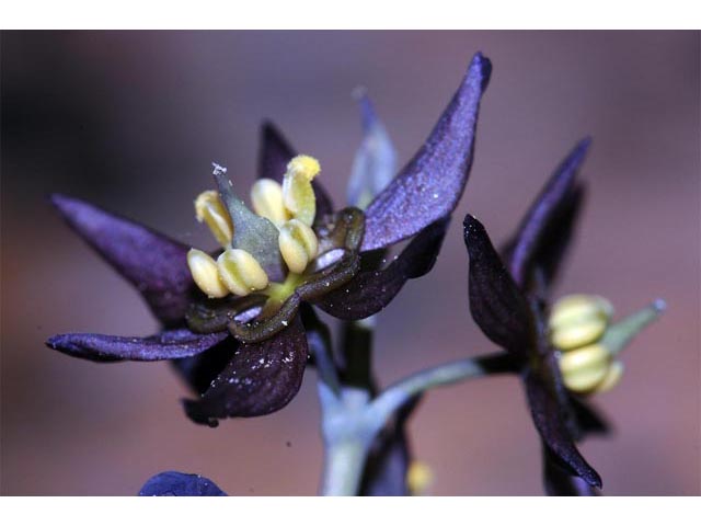 Caulophyllum thalictroides (Blue cohosh) #71879