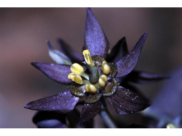 Caulophyllum thalictroides (Blue cohosh) #71881