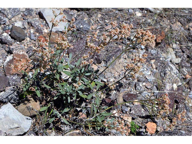 Eriogonum corymbosum var. corymbosum (Crispleaf buckwheat) #51520