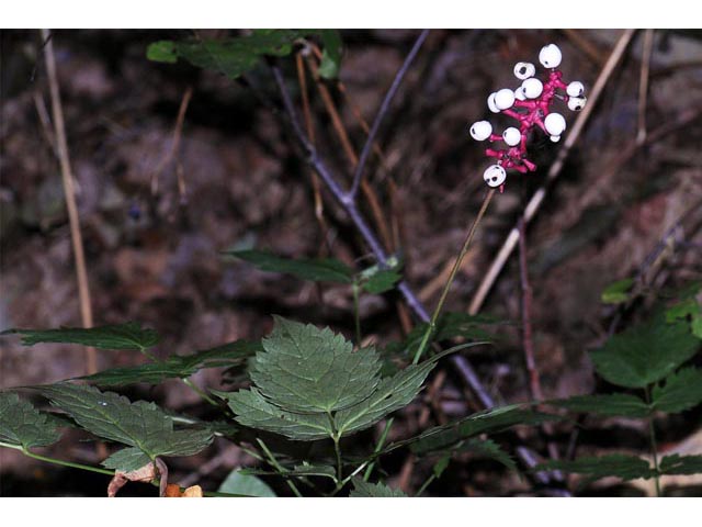 Actaea pachypoda (White baneberry) #71936