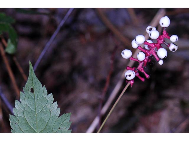 Actaea pachypoda (White baneberry) #71938