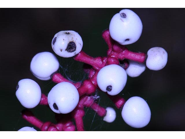 Actaea pachypoda (White baneberry) #71940