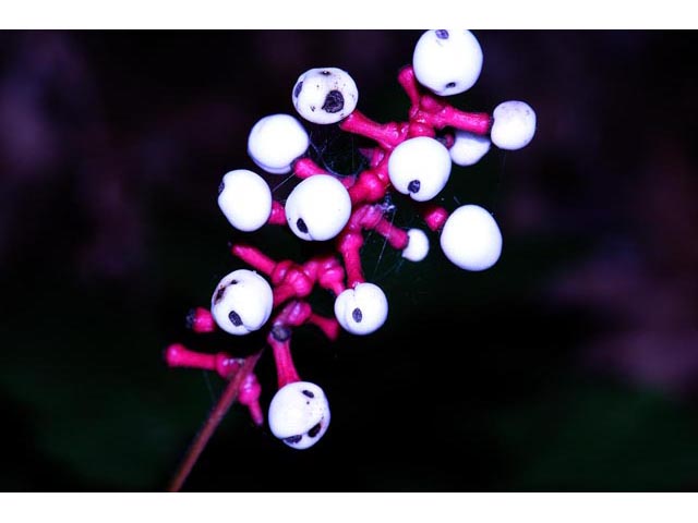 Actaea pachypoda (White baneberry) #71941