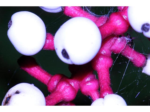 Actaea pachypoda (White baneberry) #71942