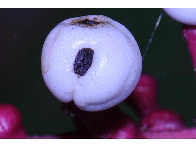Actaea pachypoda (White baneberry) #71944