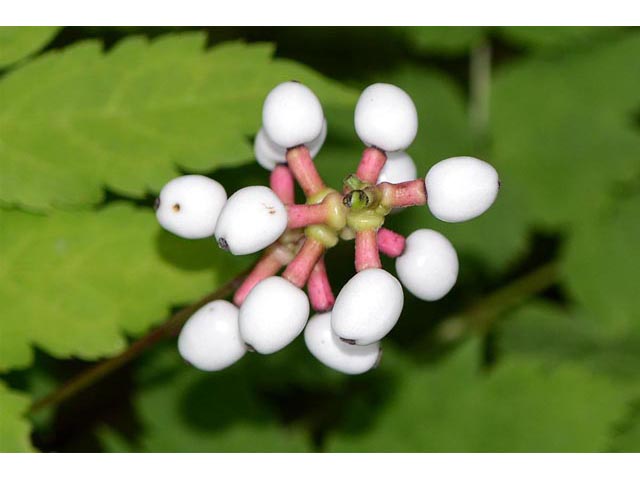 Actaea pachypoda (White baneberry) #71946