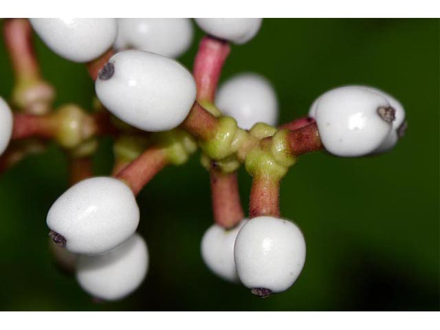 Actaea pachypoda (White baneberry) #71947