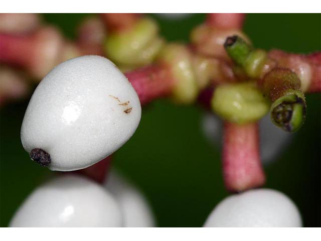 Actaea pachypoda (White baneberry) #71949
