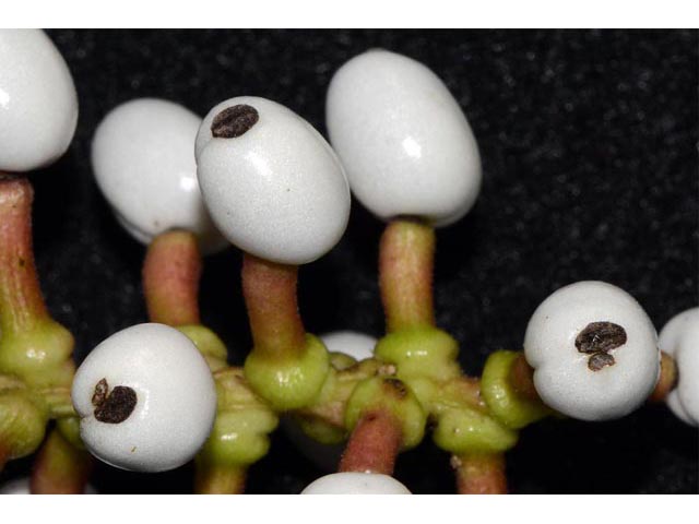 Actaea pachypoda (White baneberry) #71951