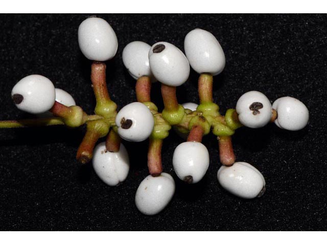 Actaea pachypoda (White baneberry) #71952