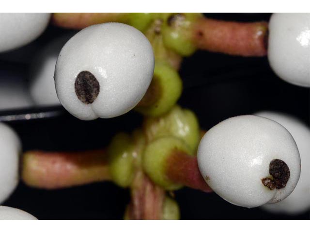Actaea pachypoda (White baneberry) #71954