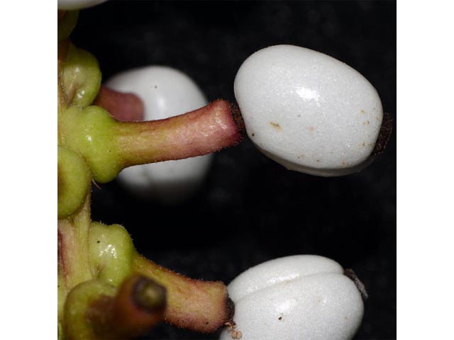 Actaea pachypoda (White baneberry) #71955