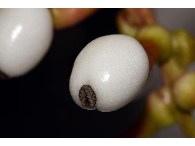Actaea pachypoda (White baneberry) #71956