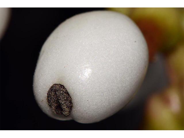 Actaea pachypoda (White baneberry) #71957